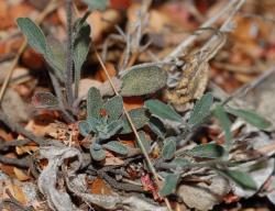 Image: P.B. Heenan © Landcare Research 2014 